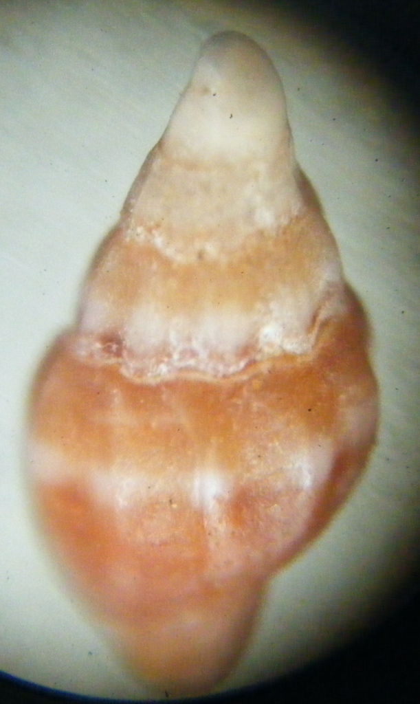 Gasteropode 8